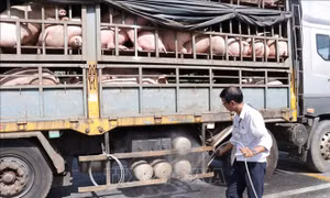 Bến Tre siết chặt kiểm soát, ngăn ngừa dịch tả lợn châu Phi lây lan 