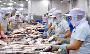 Việt Nam sẽ phải cạnh tranh nhiều hơn với Ấn Độ trong xuất khẩu thuỷ sản