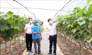 Hiệu quả từ nguồn vốn vay giải quyết việc làm ở Sơn La