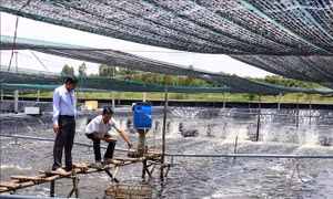 Người nuôi tôm Cà Mau đối mặt với khó khăn kép