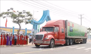 Vĩnh Long xuất khẩu chính ngạch chuyến khoai lang đầu tiên sang Trung Quốc