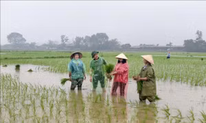 Tranh thủ mưa Xuân thuận lợi, nông dân hối hả xuống đồng gieo cấy