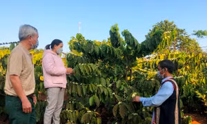 Sức sống mới vùng căn cứ cách mạng Đak Sơ Mei