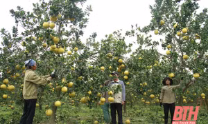 Thu nhập tiền tỷ từ trồng bưởi hữu cơ