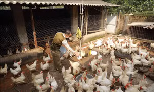 Tận dụng tối đa nguyên liệu trong nước để giảm chi phí chăn nuôi