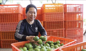 Chanh không hạt cho 'quả ngọt' trên vùng đất nắng