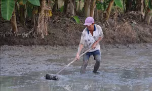 Tập trung gieo sạ vụ lúa Đông - Xuân, hạn chế mặn xâm nhập