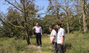 Nông dân vùng chuyên canh sầu riêng cần kiểm tra độ mặn trước khi tưới tiêu