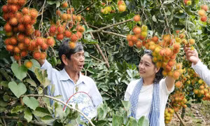 Mùa trái chín ở Đồng Nai, nông dân tăng thu nhập nhờ du lịch vườn