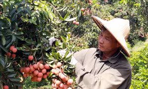 Bắc Giang tiêu thụ trên 137.000 tấn vải thiều