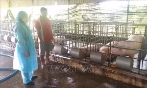 Tiêu hủy 26 con lợn nhiễm dịch tả châu Phi ở huyện Bù Đốp