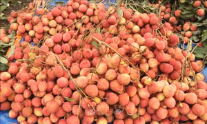 Tái cơ cấu hướng tới nền nông nghiệp hiện đại - Bài 2: Định vị cho thương hiệu nông sản