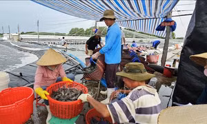Bến Tre sẽ phát triển 4.000 ha tôm nuôi nước lợ ứng dụng công nghệ cao