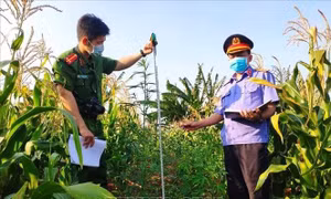 Phát hiện nhiều điểm trồng cây cần sa trái phép tại Chư Sê