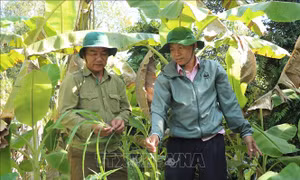 Ngân hàng gen sống cải tiến cây lúa trồng trọt