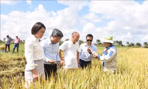 Sản xuất lúa gạo - Điểm sáng trong quan hệ hợp tác nông nghiệp Việt Nam - Cuba