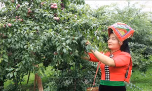 Quảng bá thương hiệu mận Mộc Châu đến du khách