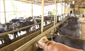 Cơ hội mới từ chăn nuôi đại gia súc