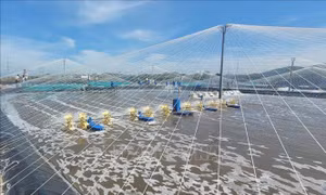 Phát triển bền vững nghề nuôi biển - Bài 1