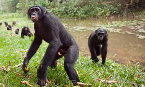 Bất ngờ vượn Bonobo 'yêu hòa bình' bản chất hung dữ, chuyên bắt nạt con đực