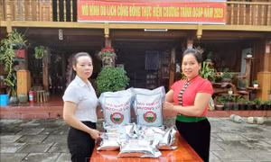 Phát triển thương hiệu gạo Séng Cù Mường Lò