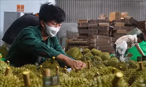 Gần 650 ha sầu riêng tại Đắk Nông đủ điều kiện xuất khẩu chính ngạch