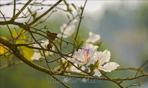Sắc hoa ban đầu mùa nơi thung lũng Mường Thanh