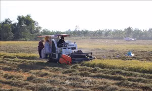 An Giang chuyển hơn 2.000 ha lúa kém hiệu quả sang trồng hoa màu 