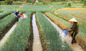 Xuất cấp hạt giống cây trồng hỗ trợ Huế khôi phục sản xuất