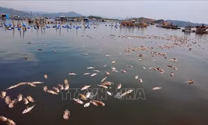 Tôm hùm, cá chết hàng loạt tại thị xã Sông Cầu