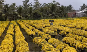 Nhà vườn tại Vĩnh Long lo lắng vì cúc mâm xôi nở sớm