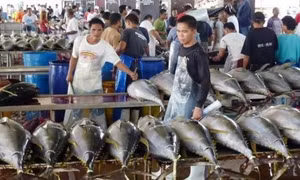 Tương lai Xanh cho nghề cá - Bài 1: Quyết liệt hành trình 'đổi màu'