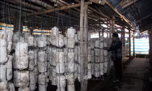 OCOP tạo 'vị thế' mới cho nông sản Tuyên Quang