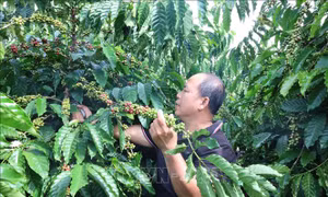 Giá cà phê tại Bà Rịa - Vũng Tàu cao gấp đôi vụ năm trước