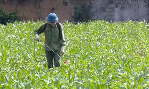 Nhiều giải pháp giúp nông dân phòng trừ sâu keo mùa thu