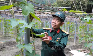 Thương binh, bệnh binh vùng cao Điện Biên khắc ghi lời Bác dạy