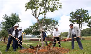  Đà Lạt trồng thêm mai anh đào, thông ba lá, phượng tím ở nội ô