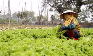 Chuẩn bị nguồn cung rau màu phục vụ thị trường Tết