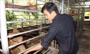 Nuôi hươu sao lấy nhung cho thu nhập gần 450 triệu đồng/năm
