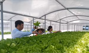 Thử nghiệm mô hình trồng rau thủy canh trên sân thượng 