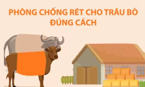 Phòng chống rét cho trâu bò đúng cách