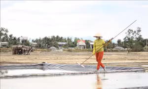 Diêm dân Bình Định phấn khởi vì muối được mùa, được giá