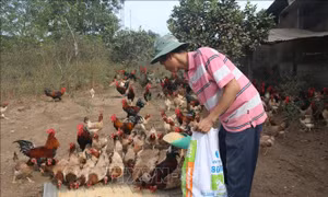Người chăn nuôi 'rục rịch' tái đàn đón thị trường Tết