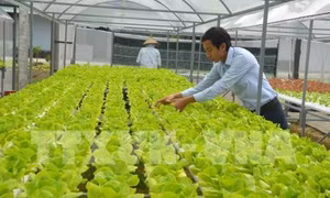 Giá rau, củ Đà Lạt tăng gấp đôi
