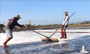 Vụ muối ở Lâm Đồng kéo dài, giá tăng