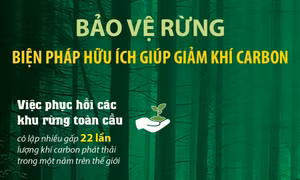 Bảo vệ rừng - biện pháp hữu ích giúp giảm khí carbon