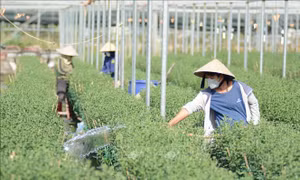 Làng hoa Dương Sơn nhộn nhịp vụ Tết