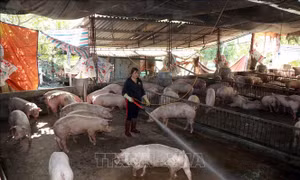 Nữ tỷ phú trên mảnh đất Cò Nòi 