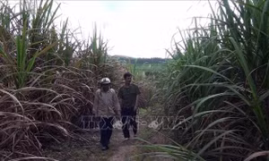 Tìm lại 'vị ngọt' cho đường ở các tỉnh Nam Trung bộ - Bài cuối: Để vực dậy ngành mía đường