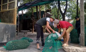 Khuyến cáo người dân không nuôi ốc bươu vàng dù thương lái thu mua